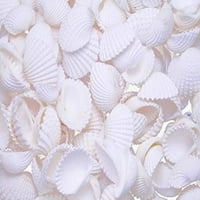 BULK TINY WHITE ARK SHELLS SEASHELL 3 4 - 1 4 Plaža za obrtni obrtni dekor