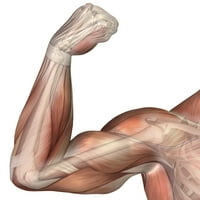 Ilustracija savršene ruke koja prikazuje ljudski bicep mišićni poster Ispis