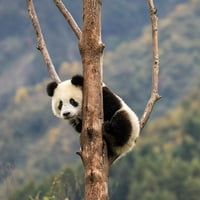 Asia-Kina-Wolong-divovska panda-dio UNESCO-a Mveća i biosferskog rezervata Hollice Looney