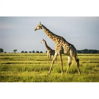 Posteranzi DPI Giraffe Giraffa CamePardalis Chobe Nacionalni park - Kasane Bocswana Poster Print - In