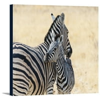 Zebra i baby - FASTRY PRESS PHOTOGRAFIJA