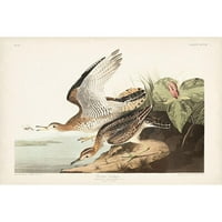 Audubon, John James Crni moderni uokvireni muzej umjetničko print pod nazivom - Pl. Bartram Sandpiper