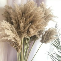 Krema Pampas travnata pahuljasta soba ukras prirodni zeko rep travnja od sušenog cvijeta Boho kućni