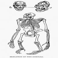 Gorilla skelet. Nline graviranje. Poster Print by