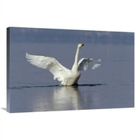 Globalna galerija u. Whooper Swan Flapping krila, jezero Kussharo-Ko, Hokkaido, Japan Art Print - Konrad