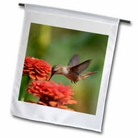 3drose narandžasti zinias i hummingbird - ljetna fotografija - vrtna zastava, prema