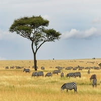 Burchells Zebra-Equus Quagga Burchellii-Serengeti National Park-Tanzanija-Afrika Adam Jones