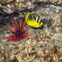Rakunski leptir, Chaetodon Lunula, iza škriljevca olovka morski urchin, heterocentrotus mammillatus,