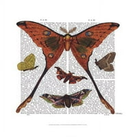 Moth Plate by Fab Funky Fine Art Poster Print by Fab Funky