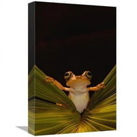 Globalna galerija GCS-453179-1218- In. Chachi Tree Frog, Choco Rainforest, Ekvador Art Print - Pete