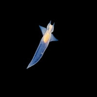 Na manje od dužine, ovaj morski anđeo, Clione Limacina, hrani se manjim planktonom. Poster Print od