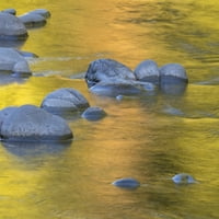 Vašington država, Olimpijski nacionalni park. Zlatna redracka od javora od sunca. Poster Print Jaynes