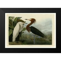 Audubon, John James Crni moderni uokvireni muzej umjetnički print pod nazivom - ljubičasti čaplje