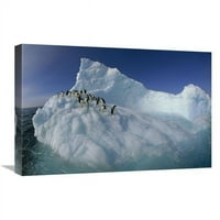 Globalna galerija GCS-453459-1624- In. Adelie Penguina na skulptiranom ledenom bregu, Terre Adelie Zemljište,