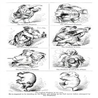 Slontine metamorfoze. NDdrawing, 1857. iz savremenog američkog časopisa. Poster Print by