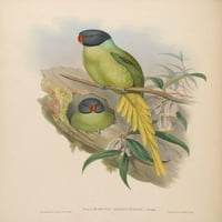 Ptice azijske pad-glave parušeet postera za print John Gould