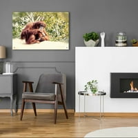 Epic Art 'Orangutan' by Debra Van Swearingen, akrilna staklena zidna umjetnost, 36 x24