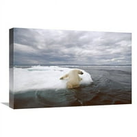 u. Polarni medvjed izvlačenje na ledenom floe, Wager Bay, Canada Art Print - Flip Nicklin