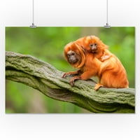 Tamarin Monkey i Baby - Lantern Press Photography