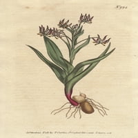 Melanthium grananja, sa mnogo malih lilaca zapisa zapisa ® Florilegis Mary Evans