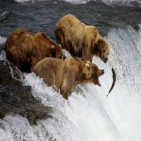 Grizzly Bears Alaska Poster The Fishing Ribe Vodopad veliki zalogaj smeđe krzno 20x30