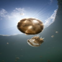Sunčani osvjetljavaju meduze, otok Kakaban, Indonezija. Poster Print VwPics Stocktrek Images