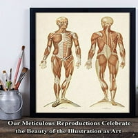 Ljudski mišićni sustav - prednji i nazad prikaz - Unfrant Art Print - Odličan poklon za medicinske i