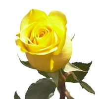 CUT LEMON Žute ruže - citranske ruže - cvijeće za rođendane, vjenčanja ili godišnjica