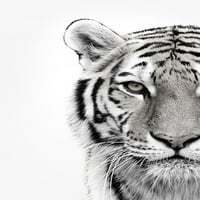 White Tiger Poster Print dizajnom Fabrikken Design Fabrikken