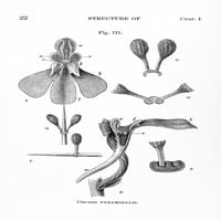 Darwinova ilustracija orchis piramidalis poster Print od izvora nauke