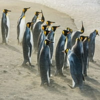 Otok Južna Georgia, zlatna luka King Penguins Pješčani katabatski vjetar Poster Print Yuri Choufour