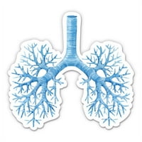 Pluća anatomija anatomija - 12 vinilna naljepnica vodootporna naljepnica