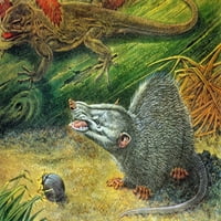 Morganucodon, Triassic Simsav poster Ispis naučnog izvora