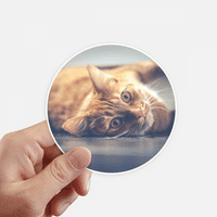 Životinjska žuto mačja fotografija naljepnica naljepnica za laptop naljepnica za laptop