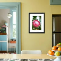 Pink Protea, botanička uokvirena umjetnost Print Wall Art od Karyn Millett Prodano od strane Art.com