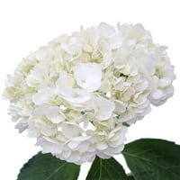Bijela hidrata - cvijeće