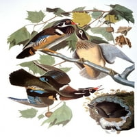Audubon: patka. Nwood Duck, iz 'ptica Amerike John James Audubon', 1827-1838. Poster Print by