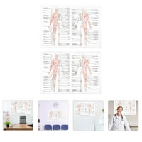 Rosarivae Human Disection Poster mišićno-koštana slika Naučni anatomijski plakat
