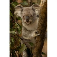 Posterazzi PDDAU01PO Koala Bear Lone Pine Koala Sanctuary Australia Poster Print Pete Oxford - In