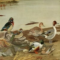 Ptice Massachusetts patke, pintaila, postera za lomolje Ispis L.A. Fuerteres