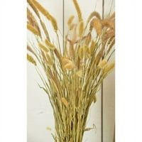 Osušena Seteria Grass - Setaria trava - grozdovi za odmor, dom i sezonski dekor