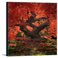 Jesenska obojena zmajeva stablo - fotografija preša sa fenjerom