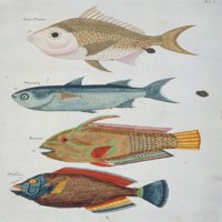 Šarena ilustracija četiri postera za ribu Print Mary Evans Prirodnjački muzej