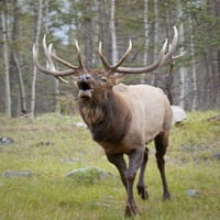 Kanada, Alberta, Jasper NP Bull Elk Bugling by Don Paulson