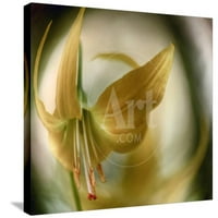 Zlatni anđeo, botanička rastegnuta platna Zidna umjetnost Ursula Abresch Prodana od strane Artcom