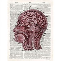 Umjetnost u Motion PDX502Jam1221large Vintage Anatomy Mozak Poster Print Christopher James, - Veliki