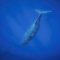 Grbavi kitovi pod vodom; Havaji, Sjedinjene Američke Države Poster Print Dave Fleetham