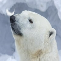 Polar medvjed portret Poster Print - Anton Belovodchenko