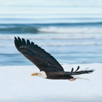 Bald Eagle-Homer-Alaska-Sjedinjene Države Poster Print - Keren Su