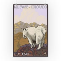 Mt. Evans, Kolorado, Mountain Goat
